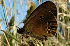 Lieinix lala turrenti - Schornsteinfeger (Brauner Waldvogel)